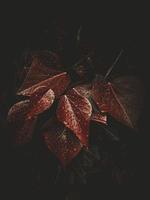 Red plant leaves in autumn season photo