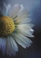 Romantic daisy flower in springtime photo