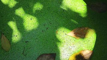 mosquito samambaia na superfície da água no lago e sombra nas folhas cobrem samambaia verde video