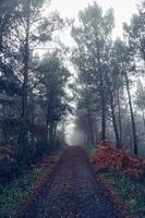 Road with red trees in the mountain photo