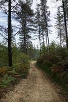 Road with green vegetation in the forest photo