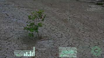 herb survival in dry land and AI analysis scan and informations video