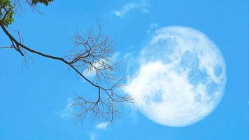 les branches sèches du dos de la pleine lune se balancent dans le vent. et un mince nuage blanc se déplaçait dans le ciel bleu video