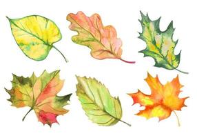 Set of watercolor autumn leaves. Vector