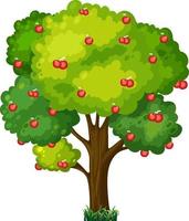 Apple tree isolated on white background vector