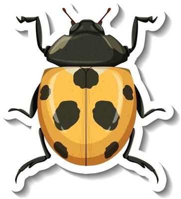 A sticker template with a yellow ladybug isolated