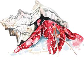 hermit crab with watercolor vector