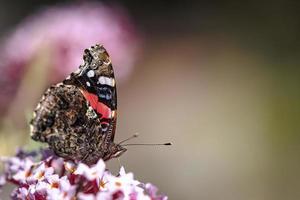 almirante rojo mariposa foto