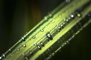 gotas de rocío sobre la hierba foto