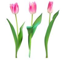 Realistic Vector Illustration Colorful Tulips Background