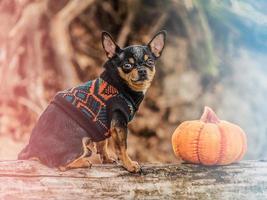 Dressed chihuahua outdoors photo