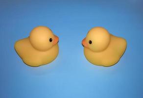 Two rubber ducks swimming towards each other.