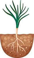 Growing plant with roots in soil vector