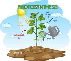 Diagrama que muestra el proceso de fotosíntesis en planta. vector