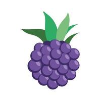 blackberry fruit fresh vector