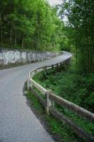 Road with green vegetation in the forest photo