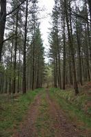 Road with green vegetation in the forest photo