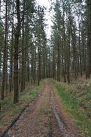 Road with green vegetation in the forest photo