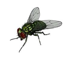 Housefly from a splash of watercolor, colored drawing, realistic. Vector illustration of paints