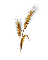 Ears of wheat from a splash of watercolor, colored drawing, realistic. Vector illustration of paints