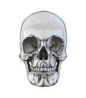 Human skull from a splash of watercolor, colored drawing, realistic. Vector illustration of paints