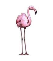 Pink flamingo from a splash of watercolor, colored drawing, realistic. Vector illustration of paints