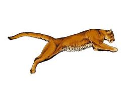 Puma, cougar from a splash of watercolor, colored drawing, realistic. Vector illustration of paints