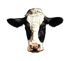 Black and white cow head portrait from a splash of watercolor, colored drawing, realistic. Vector illustration of paints
