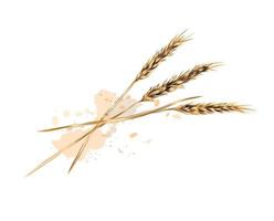 Ears of wheat from a splash of watercolor, colored drawing, realistic. Vector illustration of paints