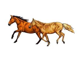 Two horses run gallop from a splash of watercolor, hand drawn sketch. Vector illustration of paints