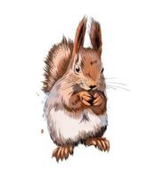 Eurasian red squirrel from a splash of watercolor, colored drawing, realistic. Vector illustration of paints