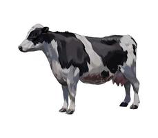 Black and white cow from a splash of watercolor, colored drawing, realistic. Vector illustration of paints