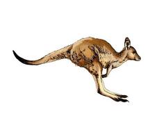 Kangaroo from a splash of watercolor, colored drawing, realistic. Vector illustration of paints