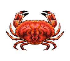 Red crab from a splash of watercolor, colored drawing, realistic. Vector illustration of paints