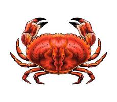 Red crab from a splash of watercolor, colored drawing, realistic. Vector illustration of paints