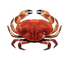 Red crab from a splash of watercolor, colored drawing, realistic. Vector illustration of paints