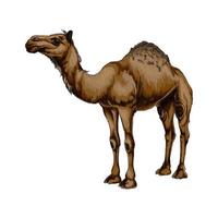 Arabian camel from a splash of watercolor, colored drawing, realistic. Vector illustration of paints