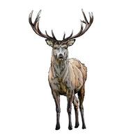 Red deer from a splash of watercolor, colored drawing, realistic. Vector illustration of paints