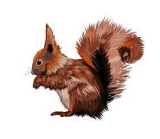 Eurasian red squirrel from a splash of watercolor, colored drawing, realistic. Vector illustration of paints