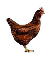 gallina marrón, pollo de un toque de acuarela, dibujo coloreado, realista. ilustración vectorial de pinturas vector