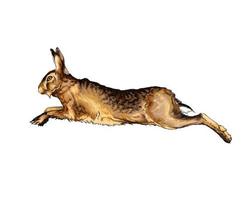 Hare, rabbit from a splash of watercolor, colored drawing, realistic. Vector illustration of paints