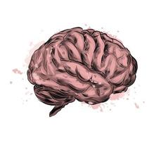 cerebro humano de un toque de acuarela, dibujo coloreado, realista. ilustración vectorial de pinturas vector