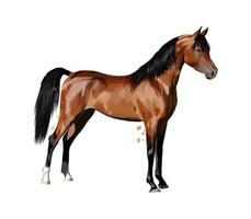 Horse from splash of watercolors. Hand drawn sketch. Vector illustration of paints