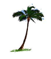 palmera, árbol tropical de un toque de acuarela, dibujo coloreado, realista. ilustración vectorial de pinturas