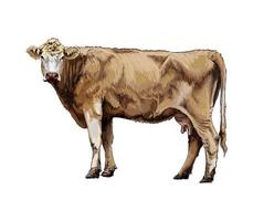 Brown cow from a splash of watercolor, colored drawing, realistic. Vector illustration of paints