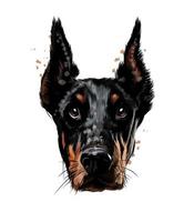 Doberman head portrait from a splash of watercolor, colored drawing, realistic. Vector illustration of paints