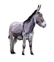 Donkey from a splash of watercolor, colored drawing, realistic. Vector illustration of paints