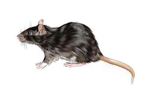 rata, ratón de un toque de acuarela, dibujo coloreado, realista. ilustración vectorial de pinturas vector