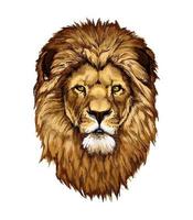 Lion head portrait from a splash of watercolor, colored drawing, realistic. Vector illustration of paints