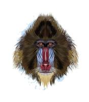 Monkey Mandrill head portrait from a splash of watercolor, colored drawing, realistic. Vector illustration of paints